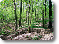 Bosco di Cesate