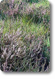 The moorlands