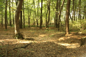 Un bosco del Parco Groane