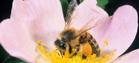 La serata naturalistica sulle api