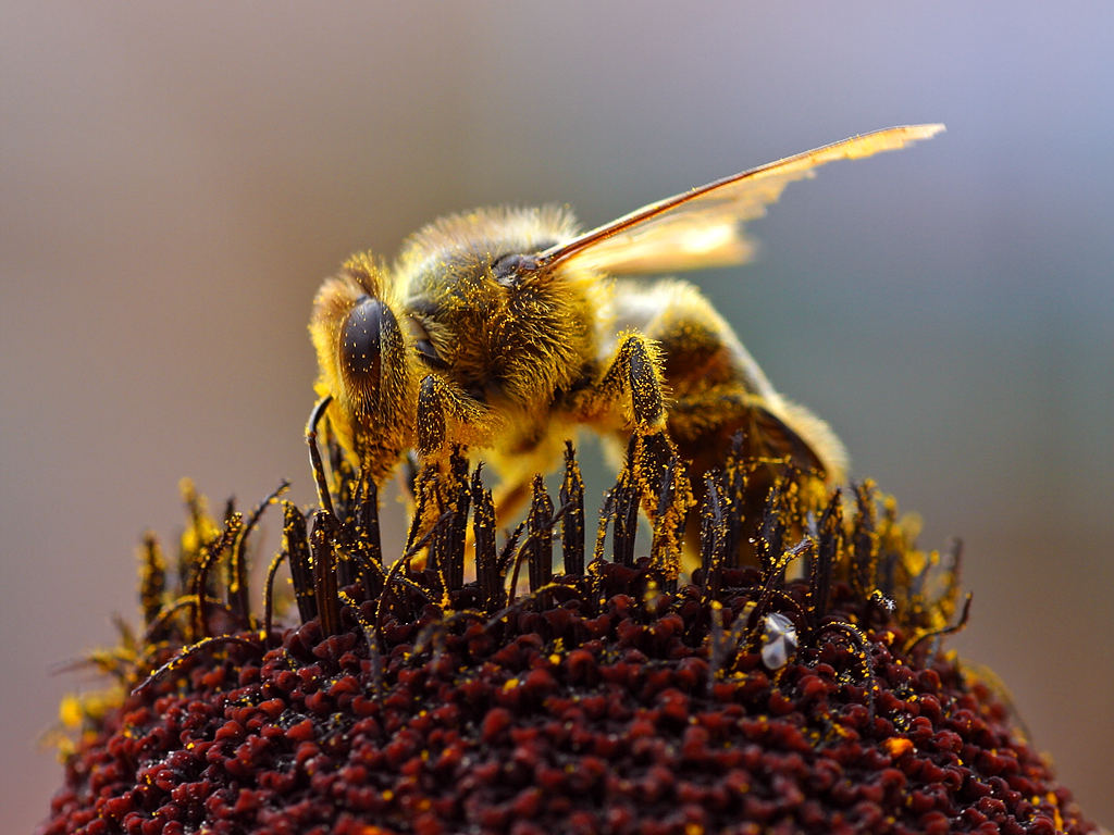 Bee_Collecting_Pollen_2004-08-14