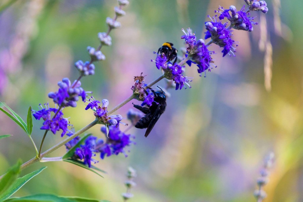 Xylocopa violacea, the violet carpenter bee on the flowers of Vi