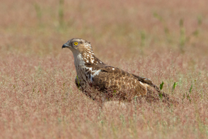Falcopecchiaiolo2 TURRI