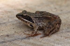 Rana dalmatina - juvenile (2)