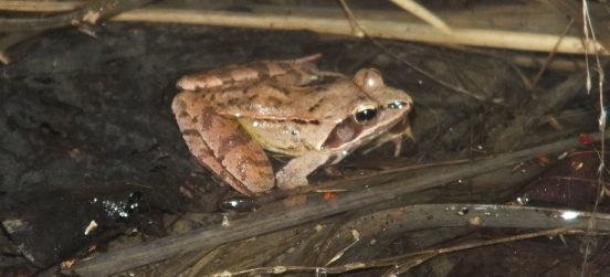 Il report del censimento anfibi nel Parco Groane