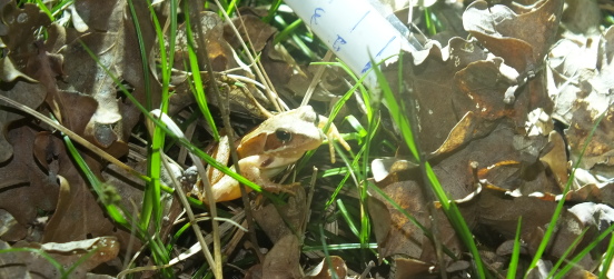 Censimento anfibi 2017 – Il video