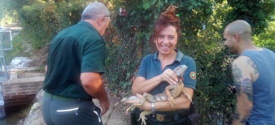 L’iguana delle Groane ora è all’Enpa