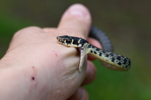 Biacco subadulto (Hierophis carbonarius) (2)