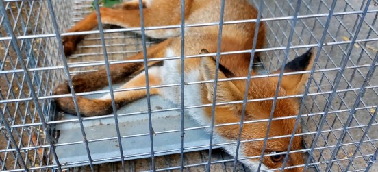 Volpe investita da un’auto, lotta per la vita dopo il recupero a Bollate