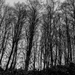 5_intreccio di rami C7-11