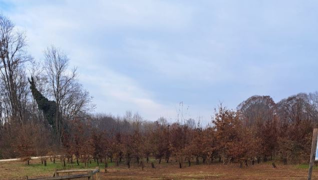 Pulizia rimboschimento 3(1)