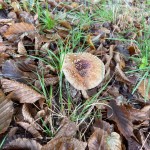 WhatsApp Image 2025-09-14 at 15.43.39 (3)