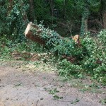 WhatsApp Image 2025-09-27 at 12.10.32