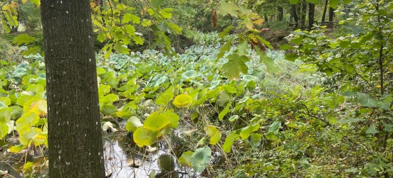 Specie invasive, al via gli interventi di rimozione del fior di loto nei laghetti della Mordina