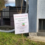 Festa Albero 2025 Cesate (1)