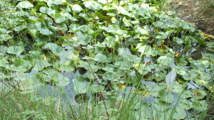 DSCF8360 LAGHETTO NINFEE POLVERIERA