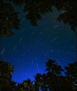stelle cadenti nel bosco