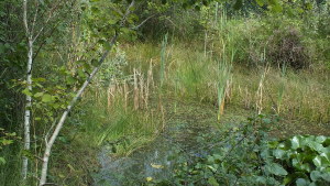 Laghetto delle ninfee in Polveriera