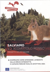 rosso scoiattolo