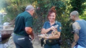 Iguana 4
