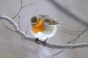 Pettirosso VF_GRUPPO91