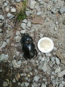 femmina di cervo volante