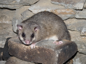 ghiro mammiferi