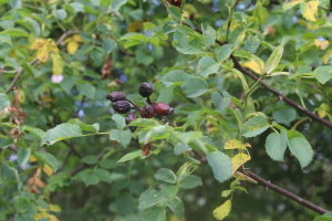 Rosa canina (1)