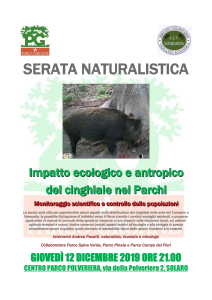 SERATA NATURALISTICA cinghiale foto