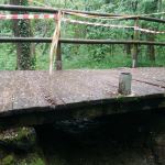 ponticello prima cogliate