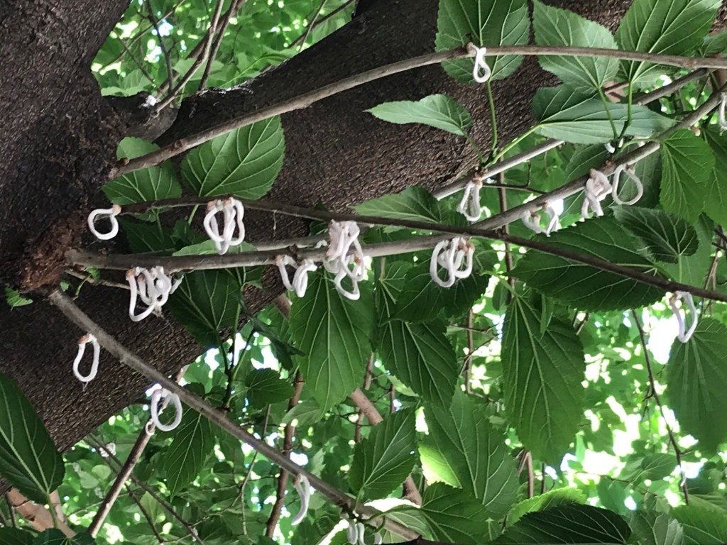 takahashia+japonica+4