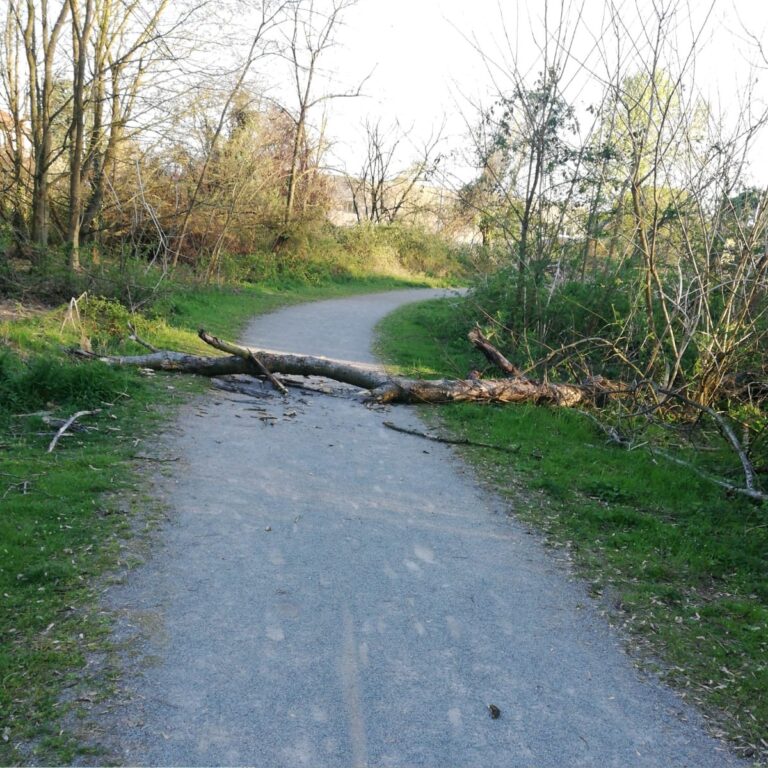 Groane-Vento-Forte-Alberi-Caduti (4)