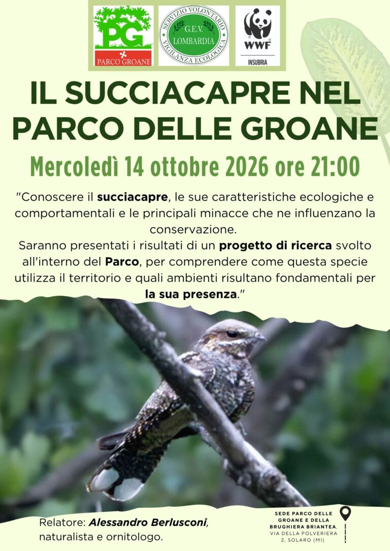Succiacapre